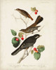 Pl 419 Little Tawny Thrush Poster Print - John James Audubon