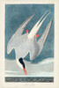 Pl 250 Artic Tern Poster Print - John James Audubon