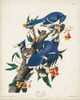 Pl 102 Blue Jay Poster Print - John James Audubon