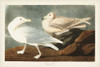 Pl 396 Burgomaster Gull Poster Print - John James Audubon