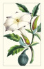 Turpin Exotic Botanical I Poster Print - Turpin