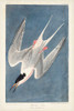 Pl 240 Roseate Tern Poster Print - John James Audubon