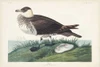 Pl 253 Jager Poster Print - John James Audubon