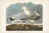 Pl 212 Common American Gull Poster Print - John James Audubon