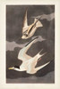 Pl 319 Lesser Tern Poster Print - John James Audubon
