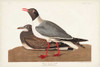 Pl 314 Black-headed Gull Poster Print - John James Audubon