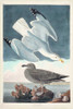 Pl 291 Herring Gull Poster Print - John James Audubon