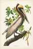 Pl 251 Brown Pelican Poster Print - John James Audubon