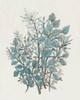 Leaf Arrangement I Poster Print - Tim OToole