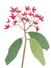 Begonia Stem I Poster Print - Melissa Wang