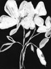 White Whimsical Flowers I Poster Print - Jennifer Goldberger