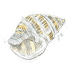 Citron Shell Sketch I Poster Print - June Erica Vess
