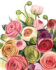 Ranunculus Study I Poster Print - Grace Popp