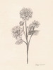 Garden Zinnias II Poster Print - Grace Popp