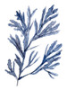 Seaweed Under Water I Poster Print - Melissa Wang