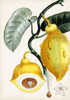 Turpin Tropical Fruit IV Poster Print - Turpin