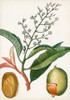 Turpin Tropical Fruit X Poster Print - Turpin