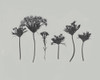 Wildflower Memory I Poster Print - Jennifer Goldberger