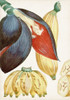 Turpin Tropical Fruit VII Poster Print - Turpin
