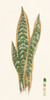 Snake Plants I Poster Print - Melissa Wang