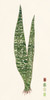 Snake Plants IV Poster Print - Melissa Wang