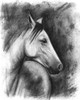 3-UP Charcoal Equestrian Portrait I Poster Print - Naomi McCavitt