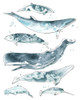 3-UP Cetacea II Poster Print - June Erica Vess