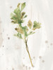 Antique Earthtone Herbs I Poster Print - June Erica Vess