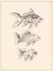 Goldfish I Poster Print - Melissa Wang