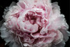 Pink Peony Passion I Poster Print - Irena Orlov