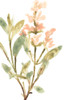 Earthtone Herbs IV Poster Print - June Erica Vess