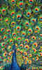 Lavish Peacock I Poster Print - Carolee Vitaletti