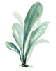 Green Seaweed Poster Print - Patricia Pinto
