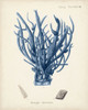Antique Coral in Navy V Poster Print - Johann Esper