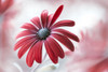 Daisy Poster Print - Mandy Disher