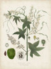 Flowering Flora II Poster Print - John Torrey