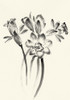 Ink Wash Floral I - Daffodils Poster Print - Nan Rae