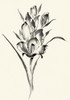 Ink Wash Floral II - Gladiolus Poster Print - Nan Rae
