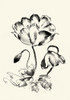 Ink Wash Floral IV - Poppy Poster Print - Nan Rae