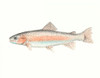 Watercolor Deep Sea Fish II Poster Print - Naomi McCavitt