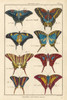 Histoire Naturelle Butterflies VI Poster Print - Unknown