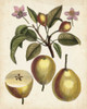 Antique Pear Study III Poster Print - Unknown