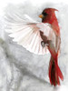 Cardinals II Poster Print - Design Studio Stellar