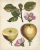 Antique Pear Study IV Poster Print - Unknown
