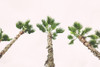 Eastern Beach Palms II Poster Print - Stede Bonnett