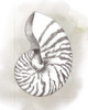 Shell Diagram III Poster Print - Grace Popp