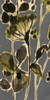 A Touch of Olive I Poster Print - Jennifer Goldberger