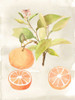Watercolor Fruit V Poster Print - Naomi McCavitt