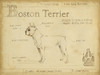 Antique Boston Terrier