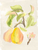 Watercolor Fruit III Poster Print - Naomi McCavitt